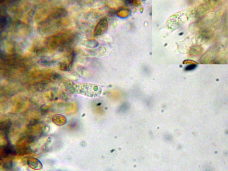 Cortinarius da determinare